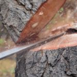 Atelier découverte nature automnal avec démonstration de l'abattage d'un arbre